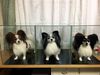 Filename=image2.JPG
Filesize=1306KiB
Dimensions=2553x1915
Date added=Aug 15, 2017 image2.JPG